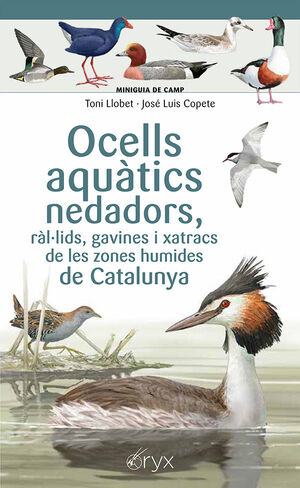 OCELLS AQUÀTICS NEDADORS, RÀL·LIDS, GAVINES I XATRACS DE LES ZONES HUMIDES DE CA